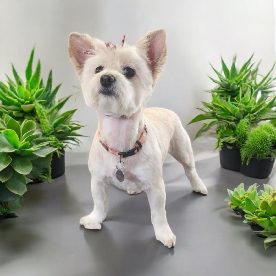 A small white dog is standing on a table surrounded by potted plants.