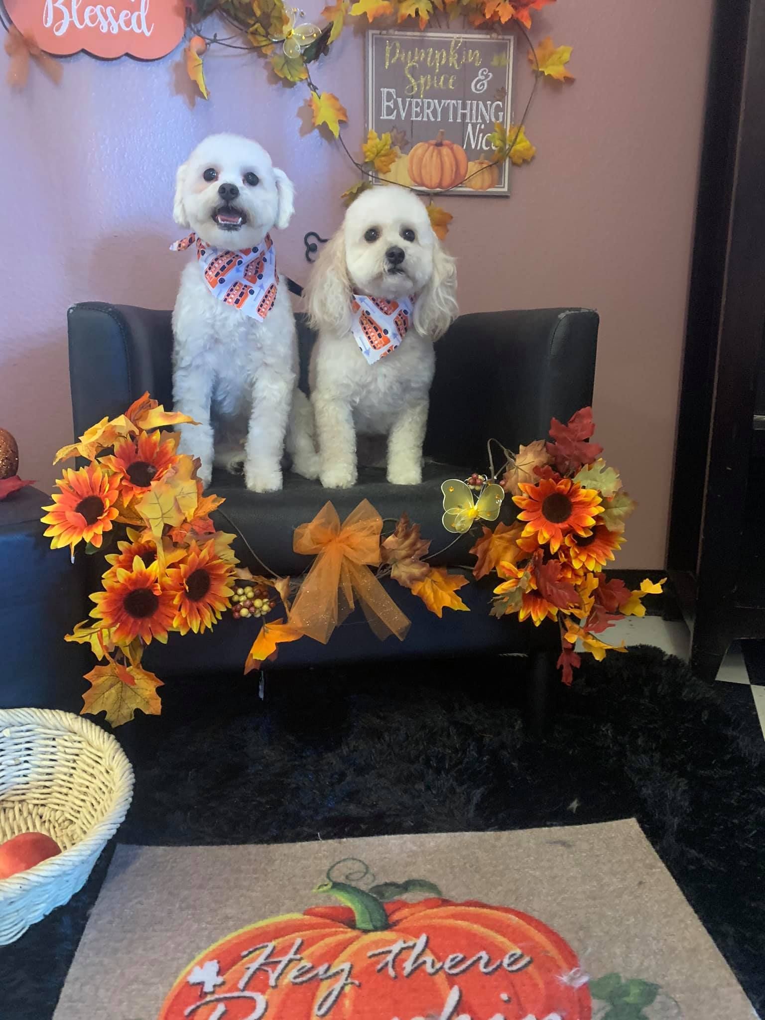 A cat is laying on a grooming table with scissors.