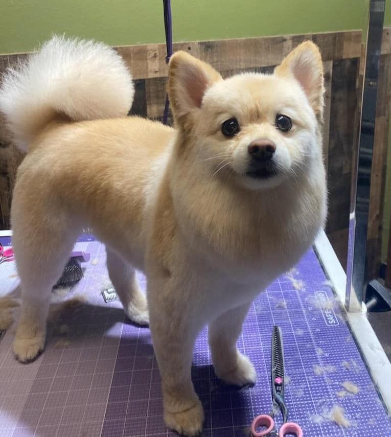 A small dog is standing on a table next to scissors.