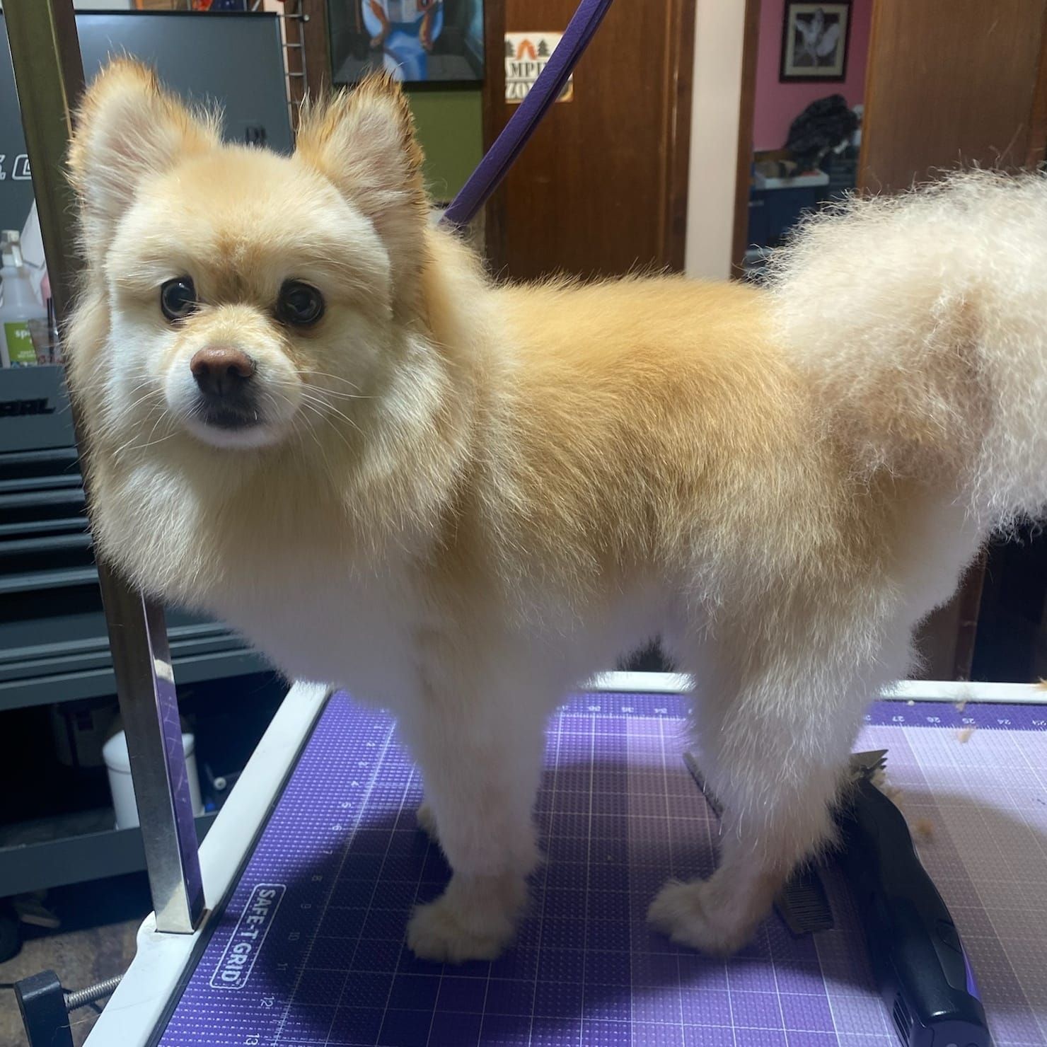 A small dog is standing on a purple cutting mat