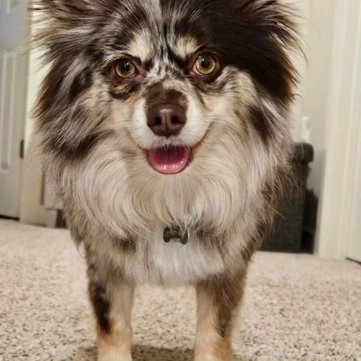 A small brown and white dog is standing on a carpet and smiling.