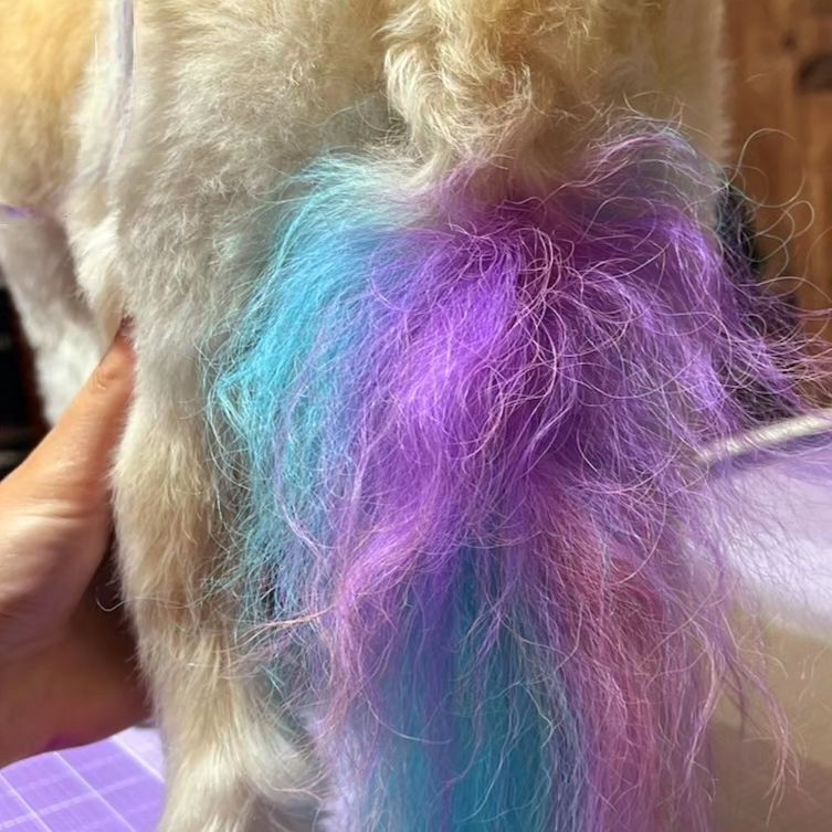 A close up of a dog 's tail with blue and purple hair.