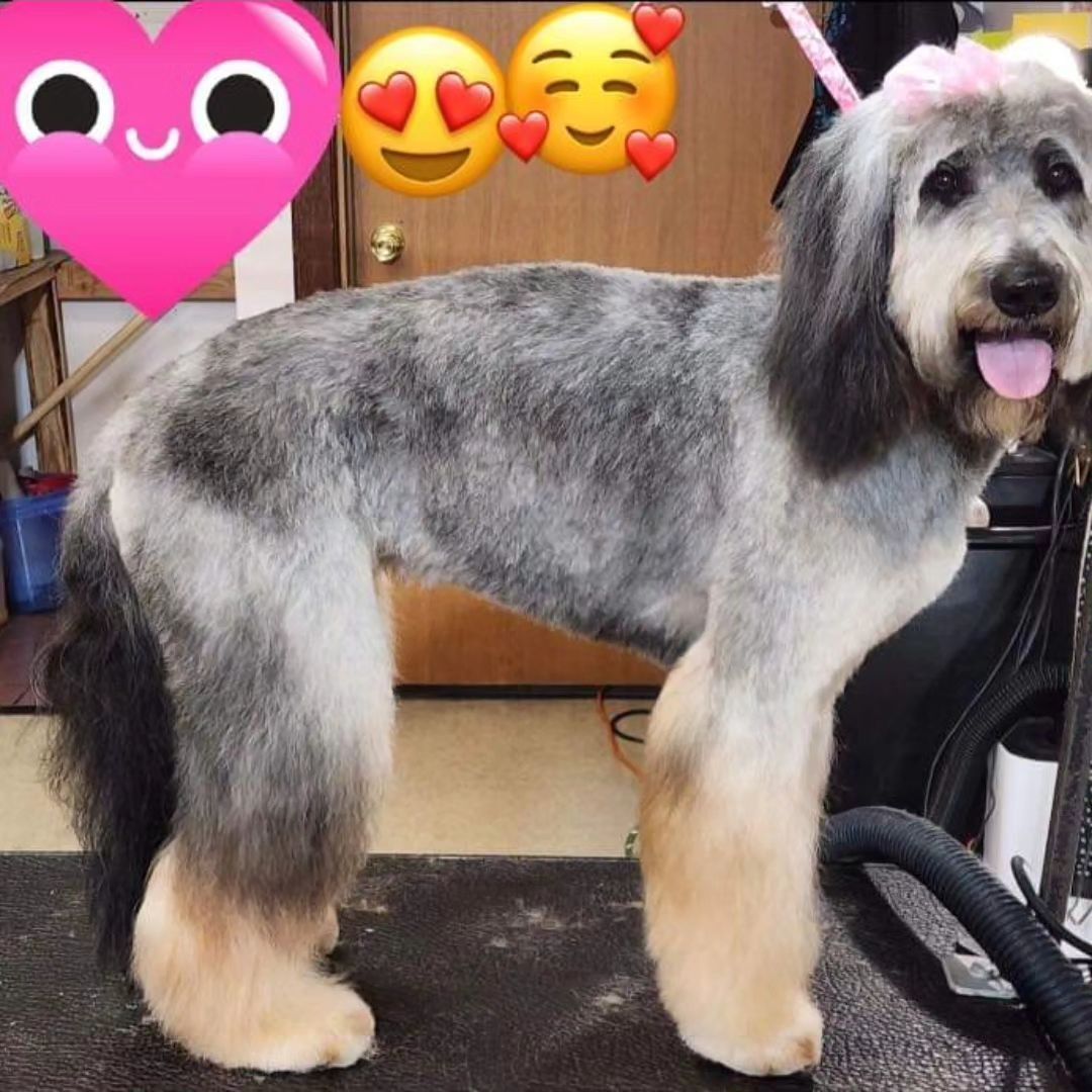 A dog with a pink heart in the background