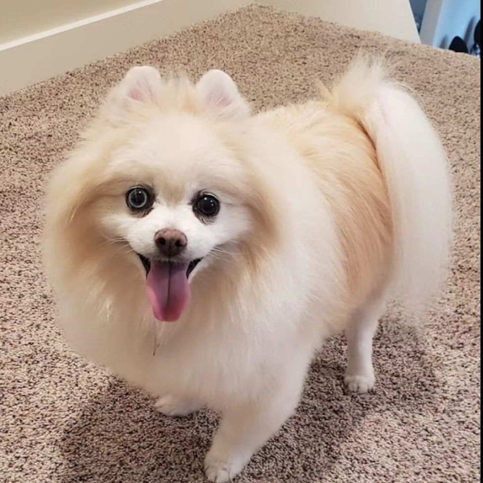 A pomeranian dog is standing on a carpet with its tongue hanging out.