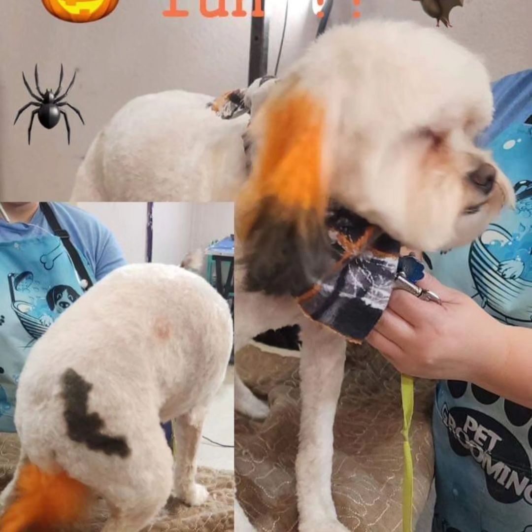 A dog is being groomed by a person wearing an apron that says pet grooming