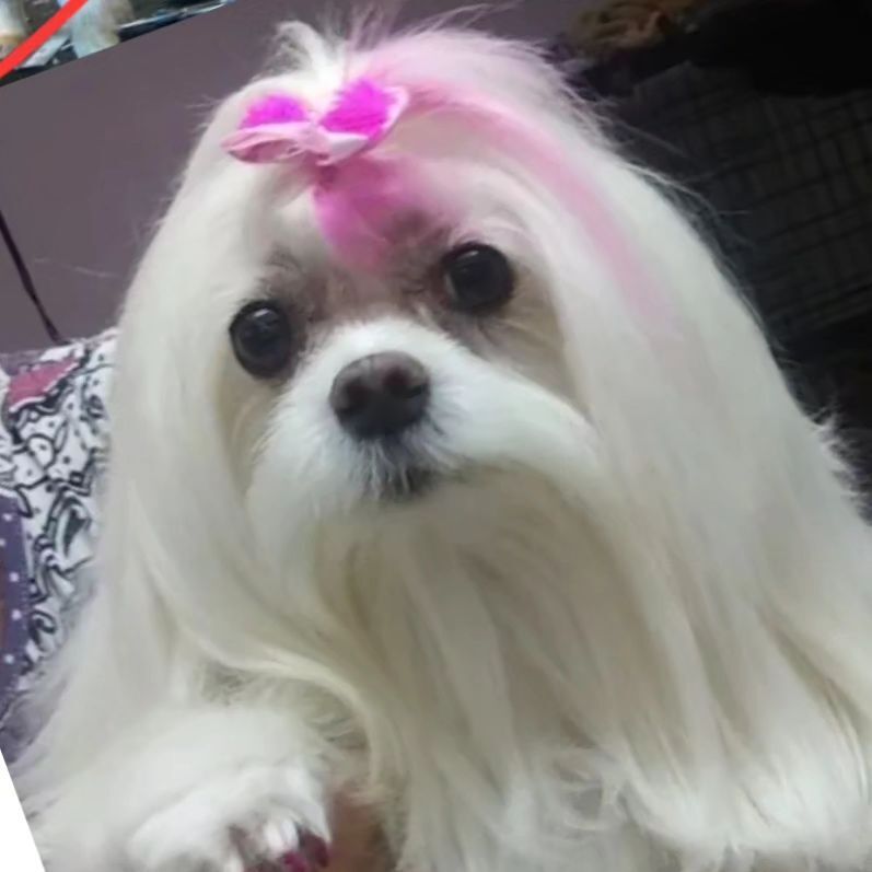 A small white dog with a pink bow in its hair
