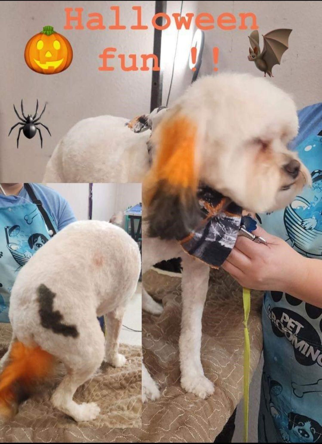 A small white dog with purple hair is laying on the ground.