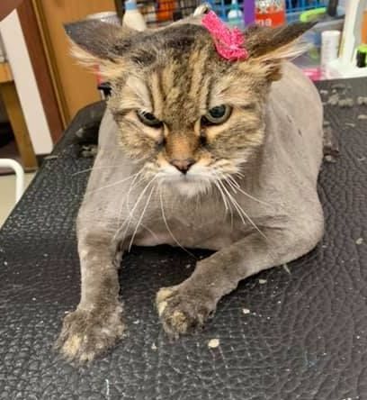 A small dog is sitting on a pink table next to a fire extinguisher.