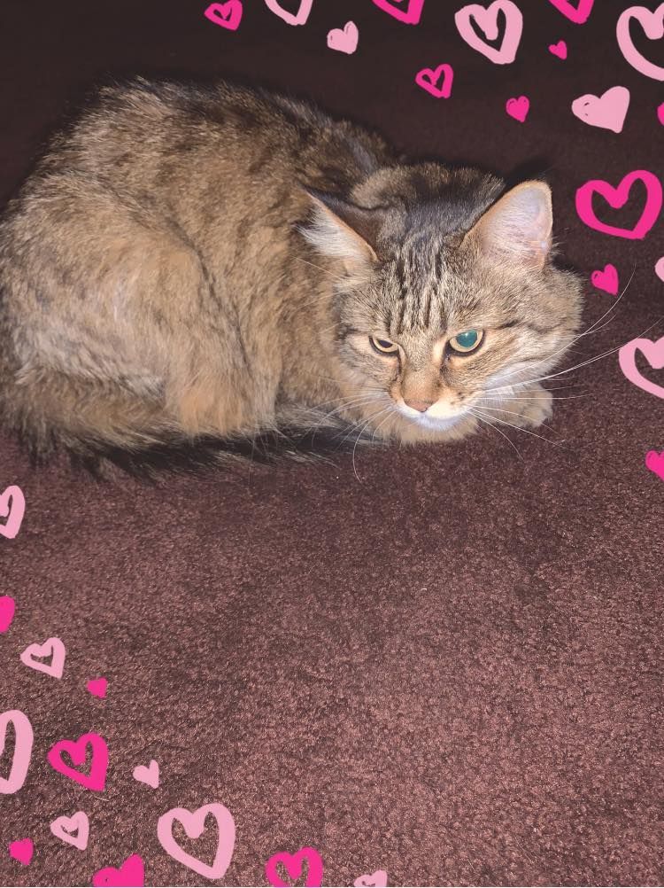 A cat laying on a carpet with pink hearts around it