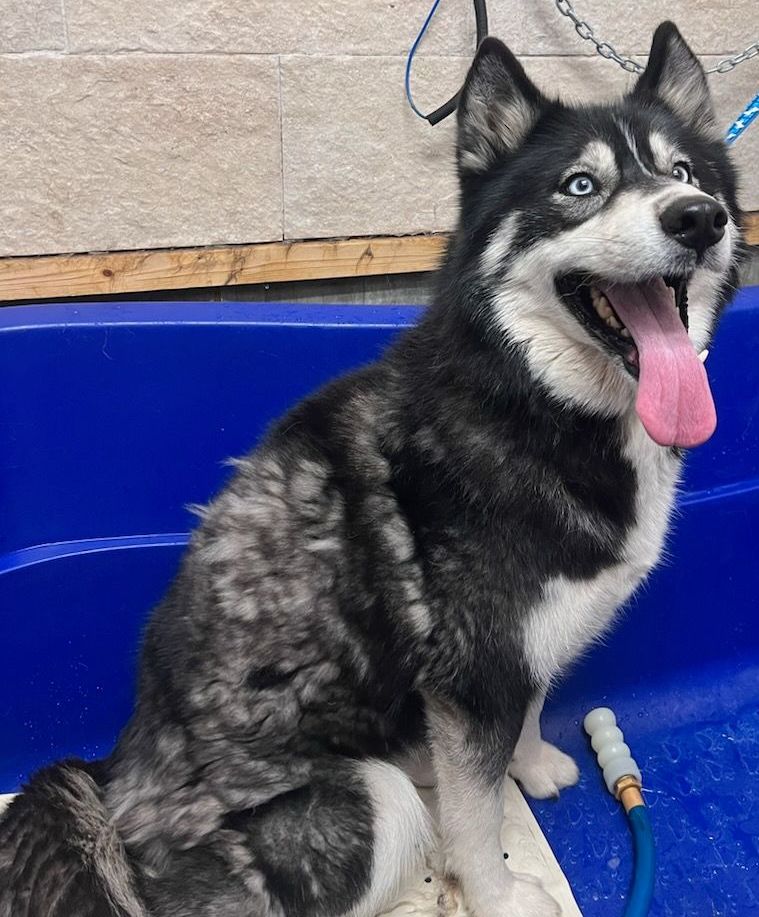 A person is washing a brown dog in a bathtub