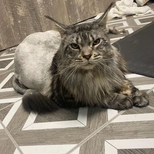 A small brown and white dog wearing a red bandana