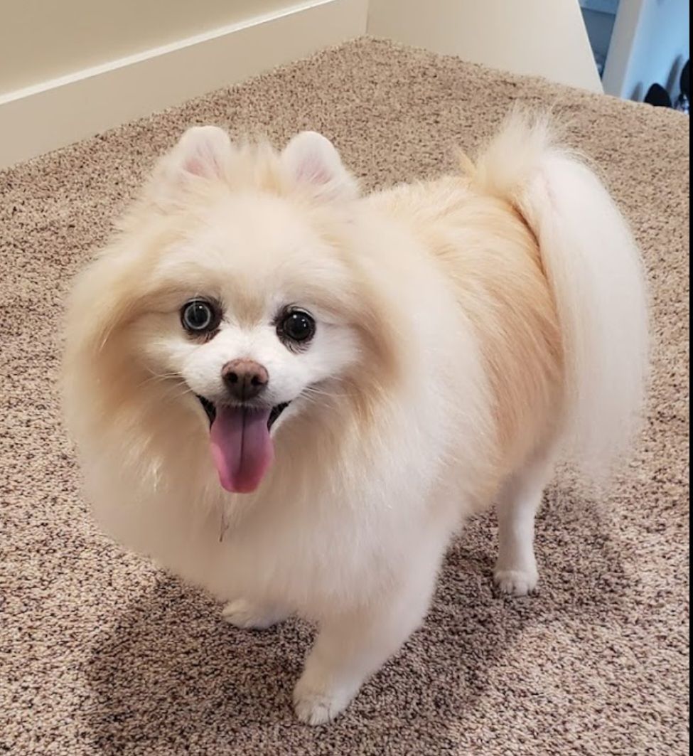 A pomeranian dog is standing on a carpet with its tongue hanging out.