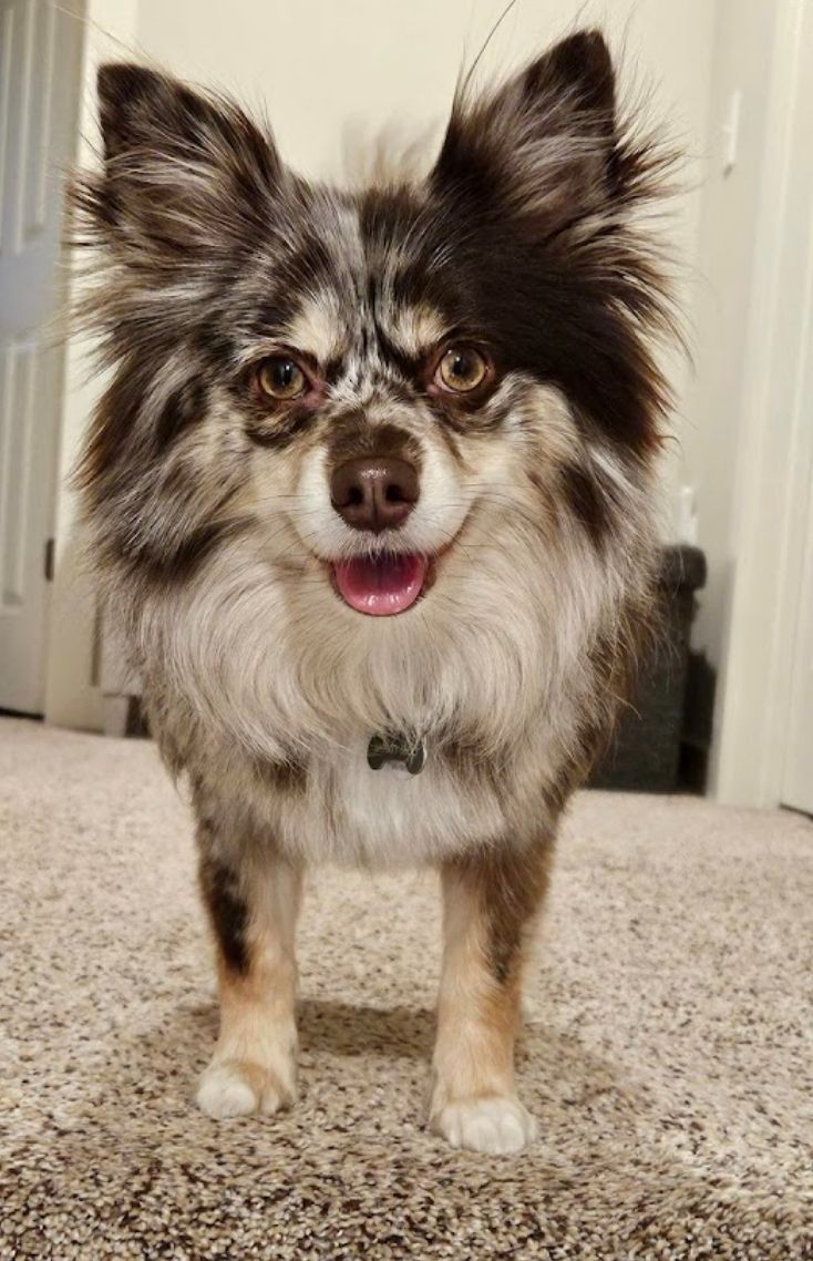 A small dog is standing on a carpet and smiling.