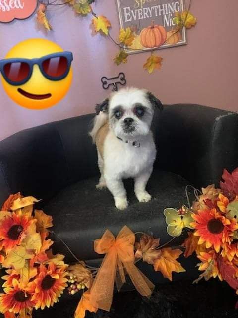A small dog wearing sunglasses is sitting on a chair surrounded by flowers and leaves