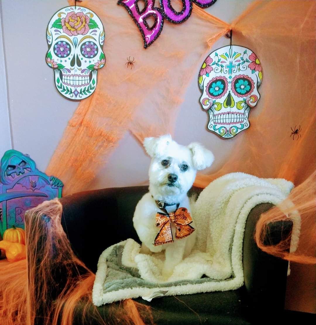 A small white dog is sitting in a chair with skulls hanging on the wall behind it
