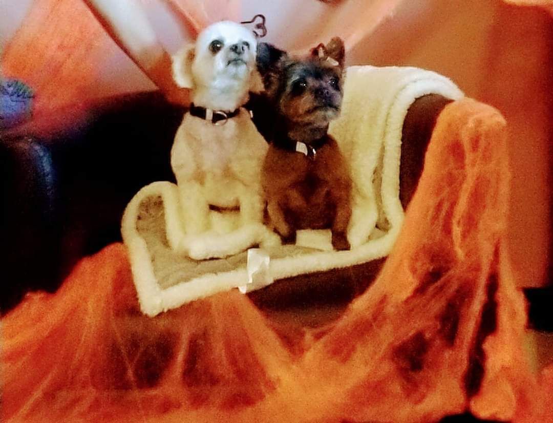 Two dogs are sitting on an orange blanket on a couch