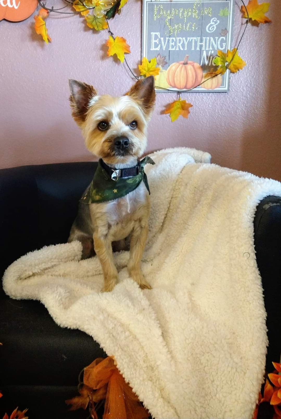 A small dog is sitting on a couch wearing a bandana.