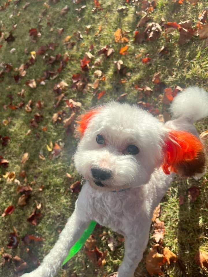 A white poodle with a rainbow colored wig on its head.