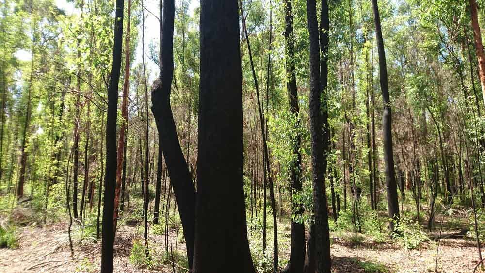 Burnt Trees With New Green Regrowth In Medowie — Smith Aluminium In Medowie, NSW