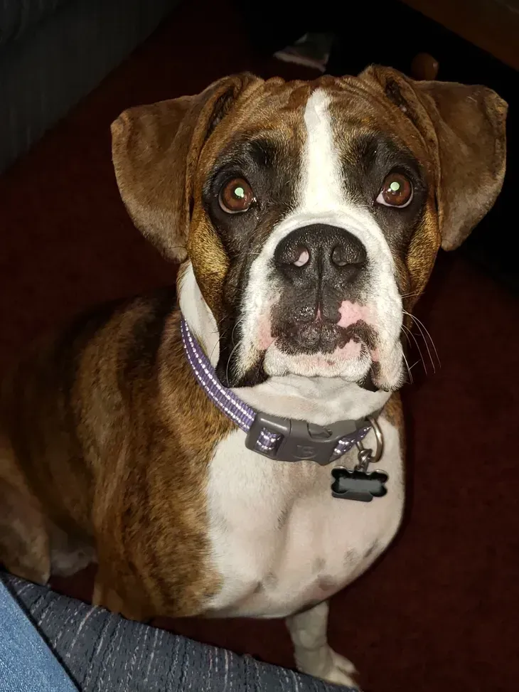 A brown and white boxer dog wearing a collar is looking at the camera.