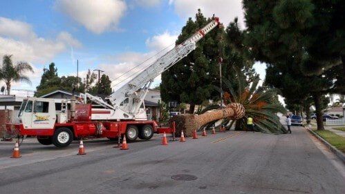 Crane Taking Tree — Crane Service in San Diego, CA