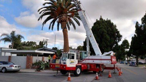 Tree Removal — Crane Service in San Diego, CA