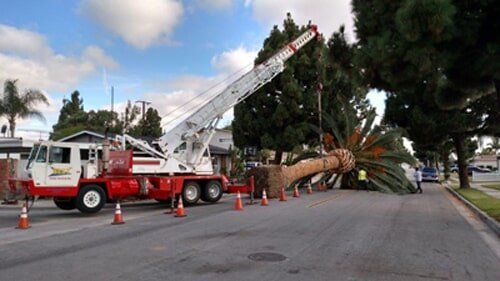 Crane Lifting Tree — Crane Service in San Diego, CA