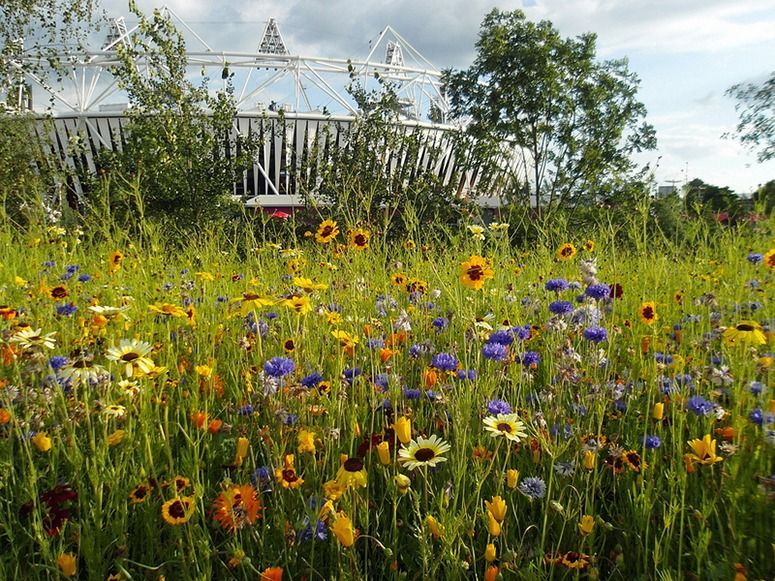 They were installed in 2013 through a combination of low-density planting of perennials and bulbs combined with a seed mix of annuals, biennials, and perennials.  