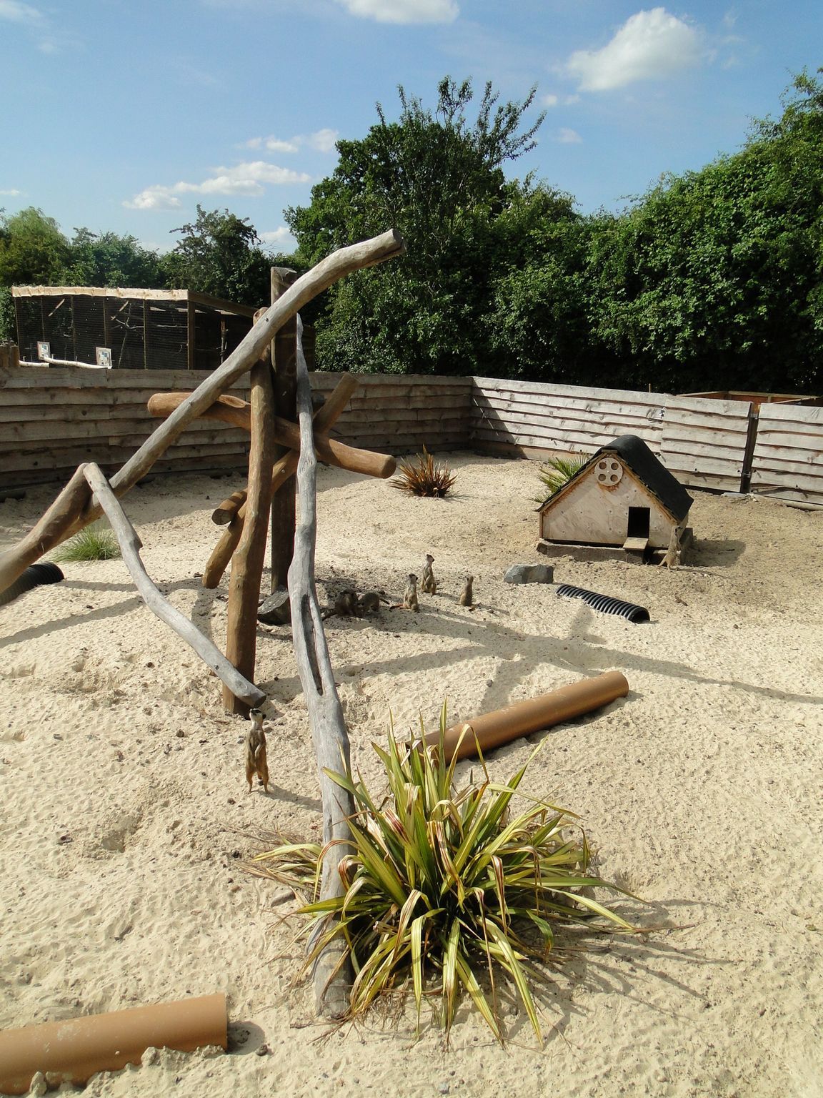 A sandy animal enclosure with logs, a small house, and green plants under a blue sky.