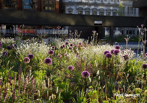 Conceptually, Beech Garden planting scheme consists of three main ‘Designed Plant Communities’ that are suited to different microclimates around the site, according to how much sun different areas receive, and the depth of the growing medium that was possible. 