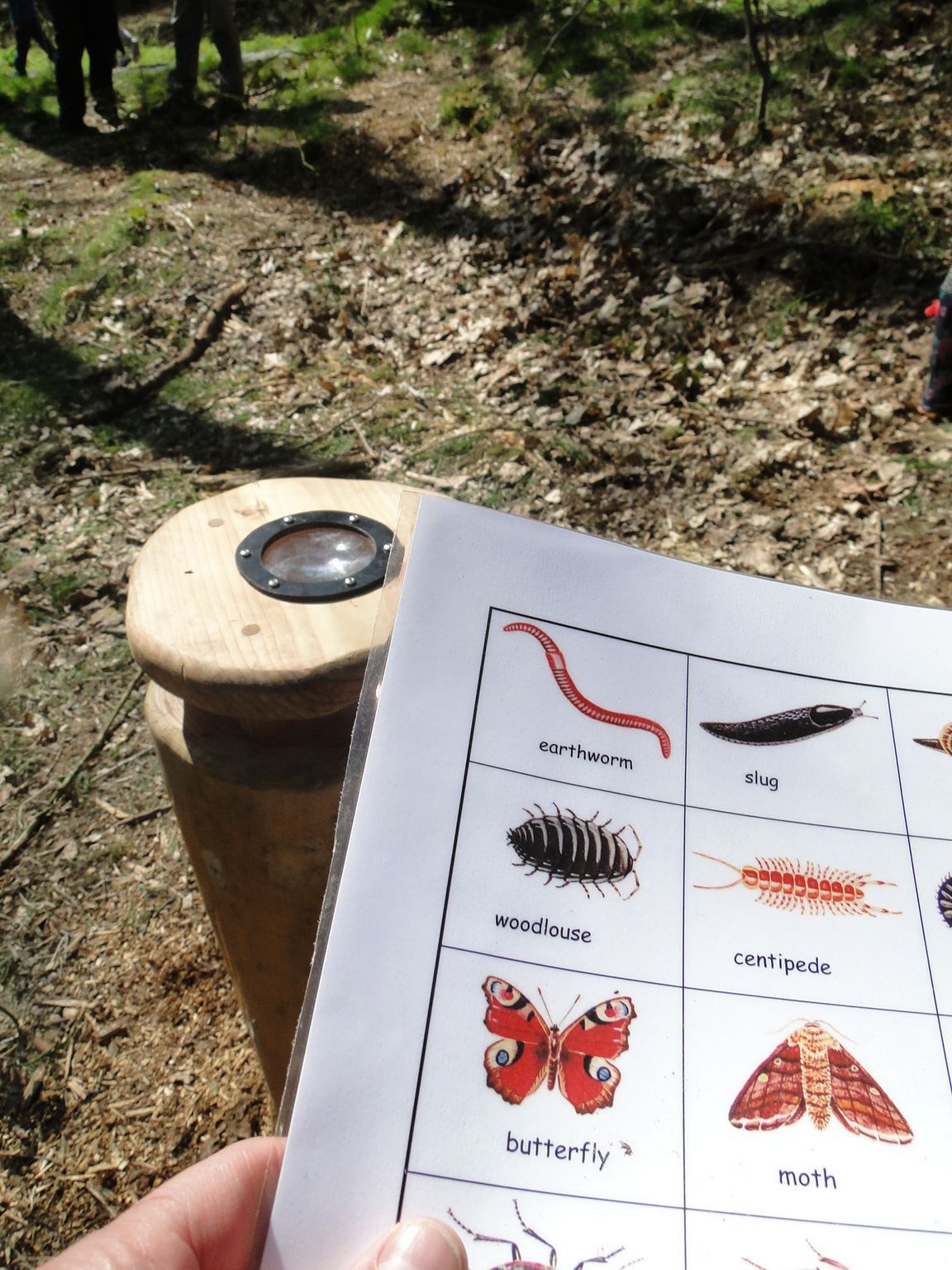 Person holding a sheet with bug illustrations near a wooden container in a forest.
