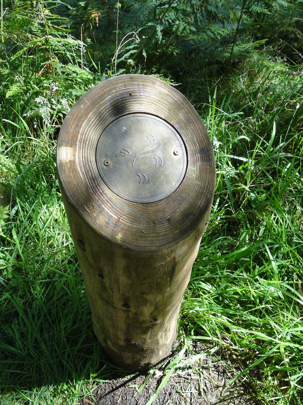 Wooden post with a metal disc on top in a grassy, wooded area.