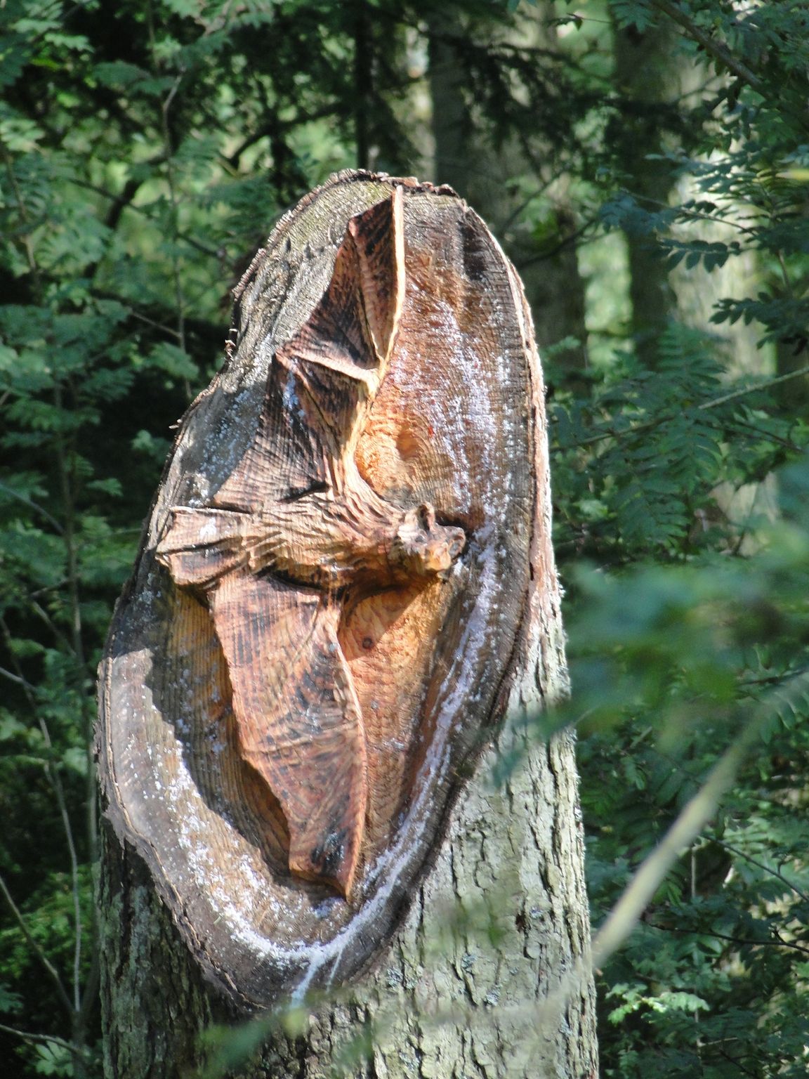 Tree stump with a large, carved-out section revealing inner wood and white fungus-like residue. Surrounded by green trees.