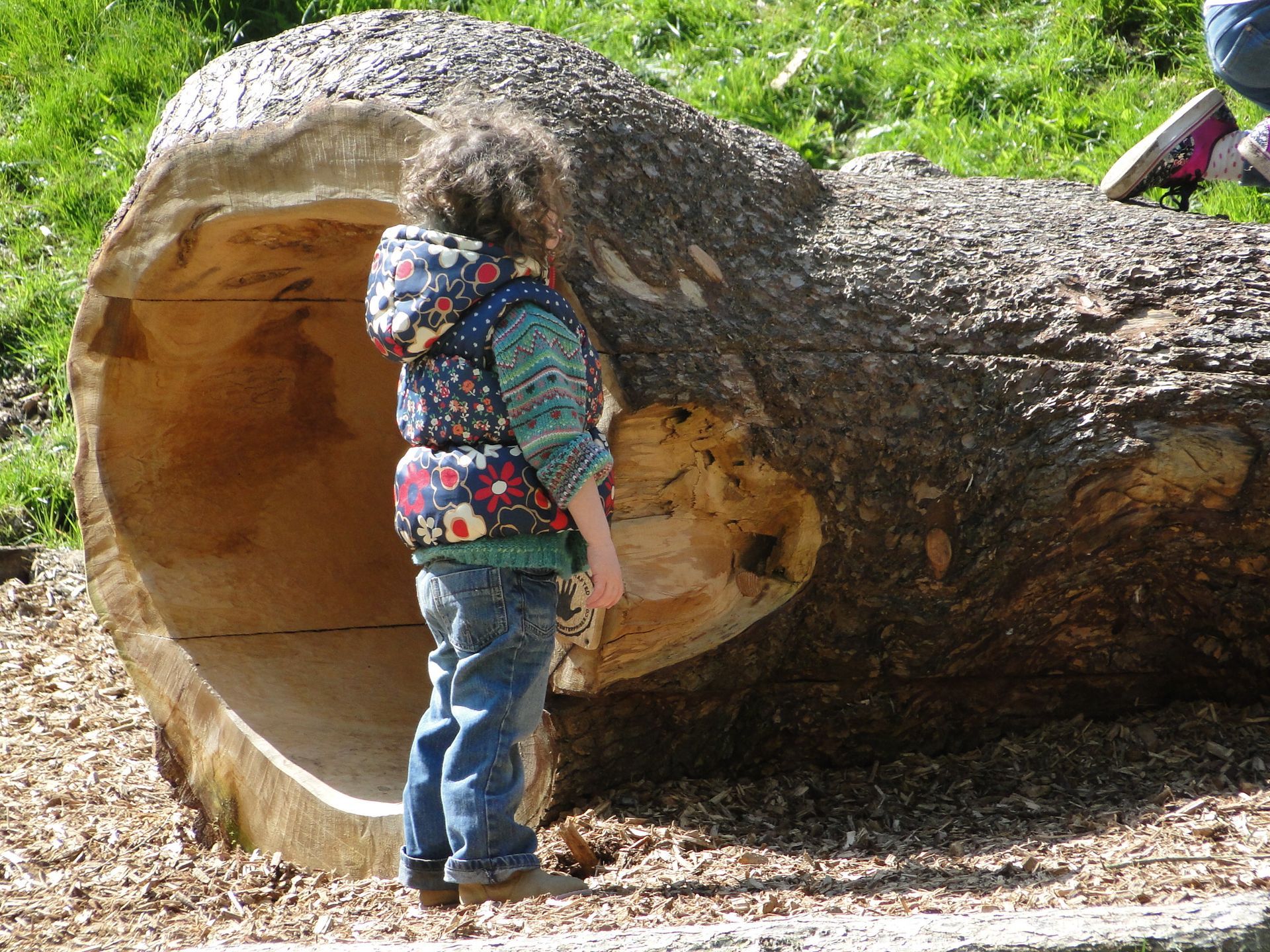 Child with curly hair looks into a large hollowed-out log in a park setting.