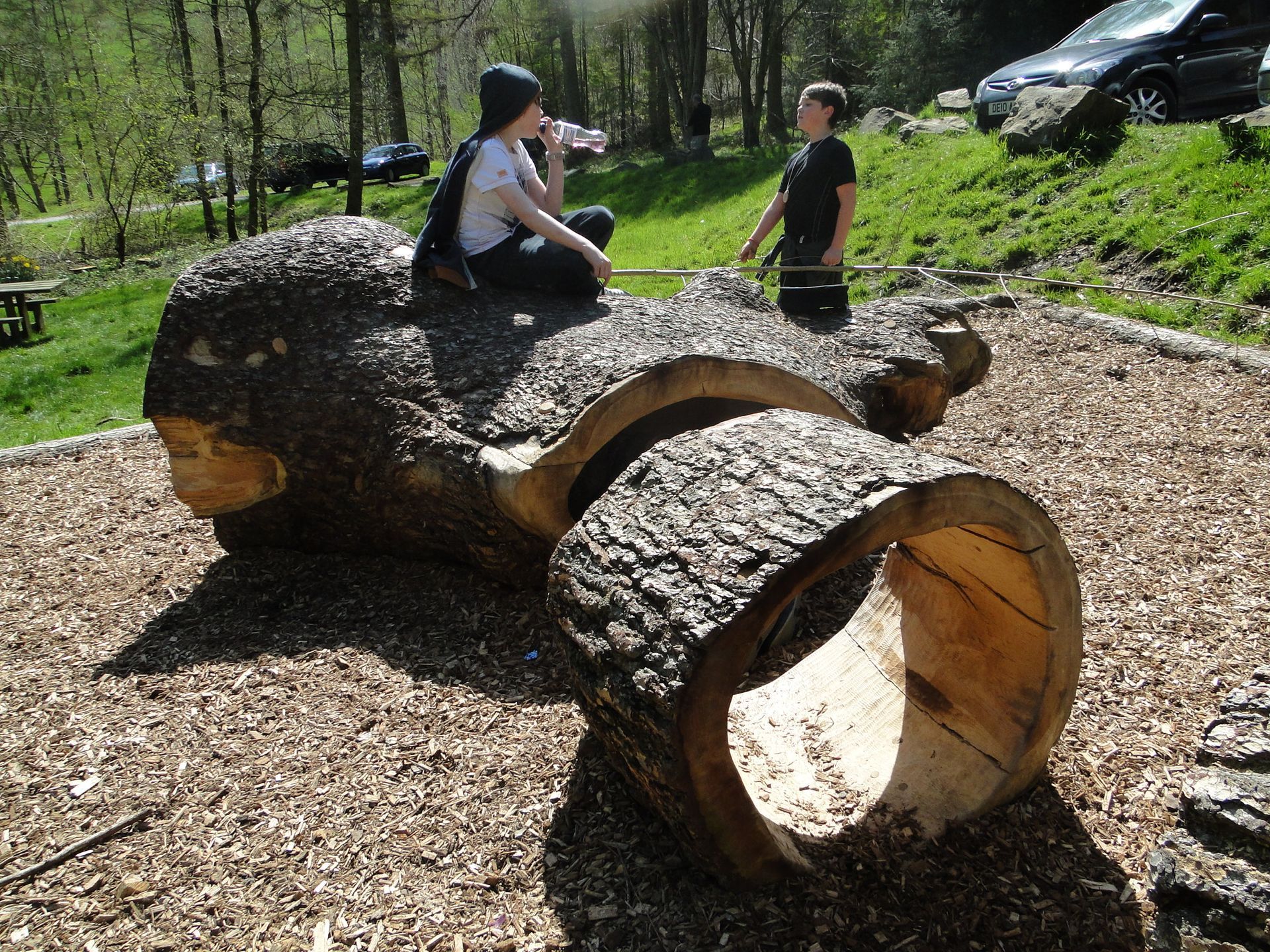 Hollow logs in wales - moel coed famau 