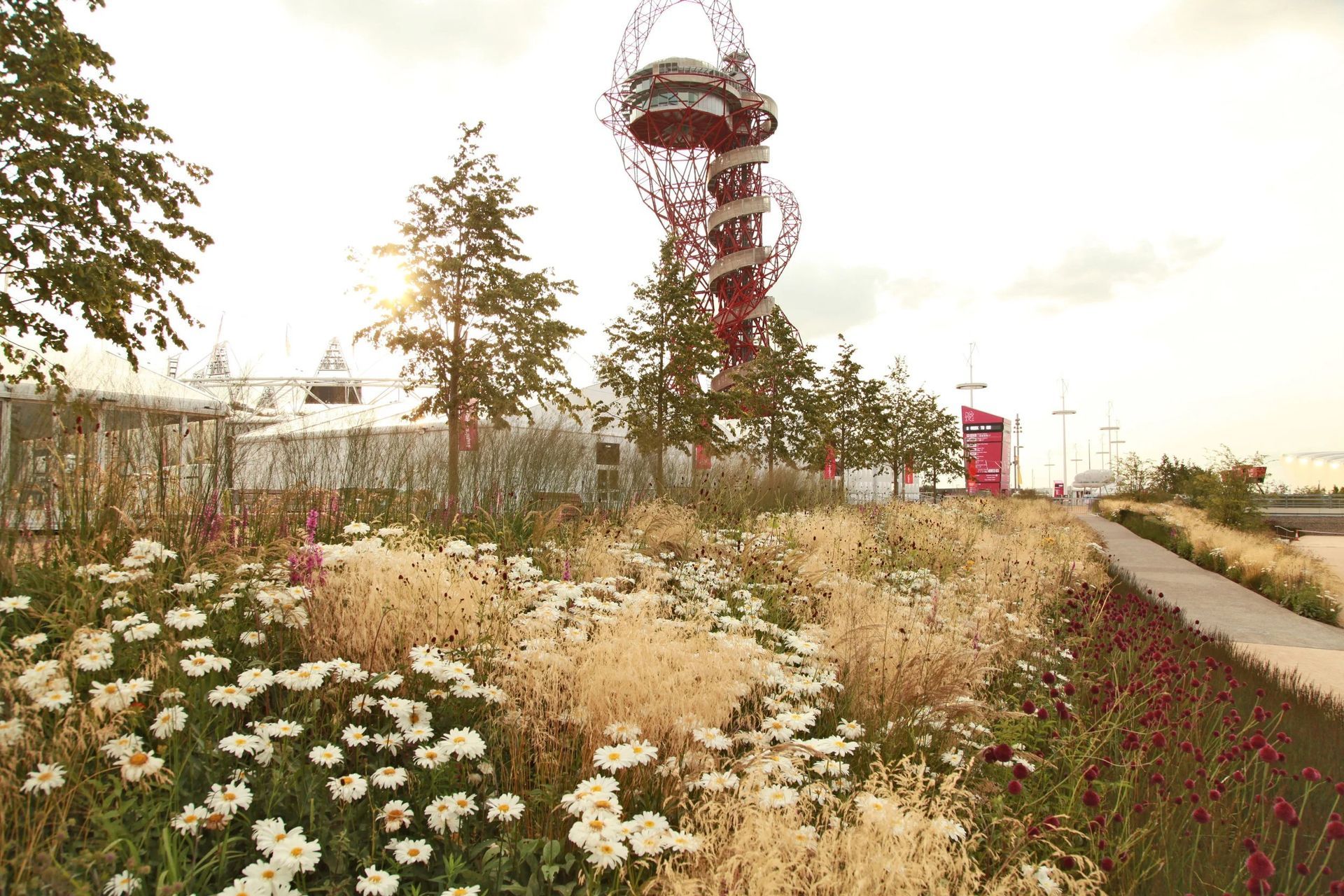 Olympic Park planting originally intended to be in place for just a few years, a few examples still remain, and, in addition to the originally introduced species, have also been colonised by typical urban plants, leading to an exciting hybrid outcome. 