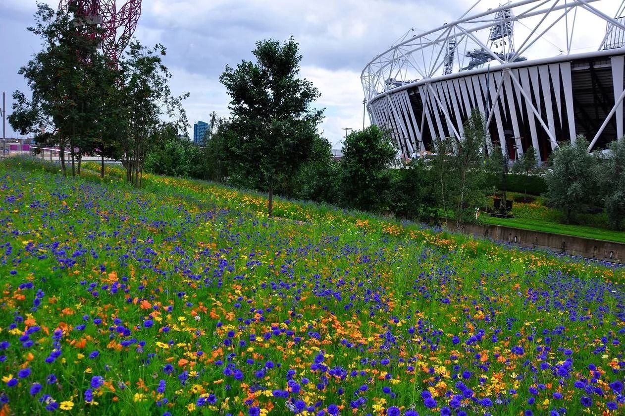 Queen Elizabeth Olympic Park, London Planting were designed as temporary installations around the edge of development plots before new building happened.