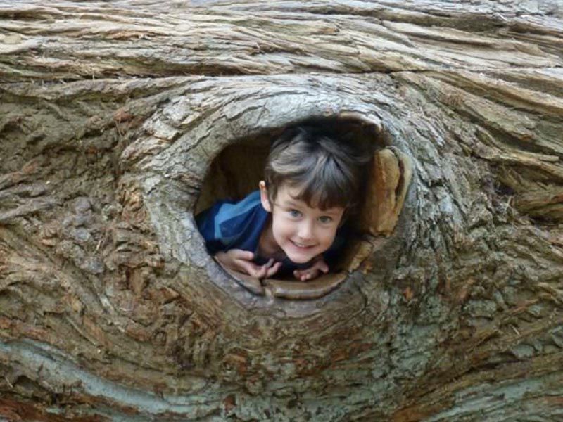 Boy peeks out from a knothole in a tree trunk, smiling.