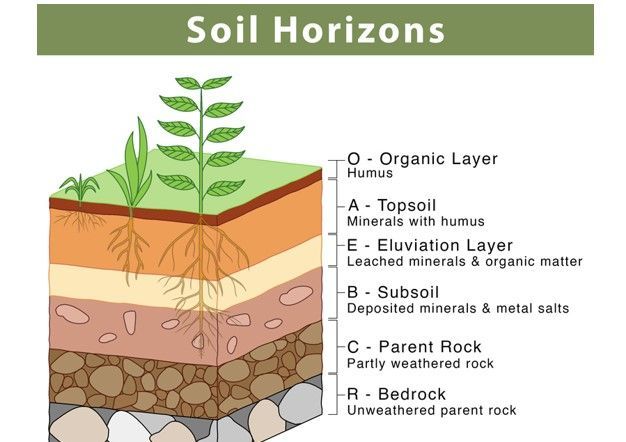 Diagram showing soil horizons by davies white ltd