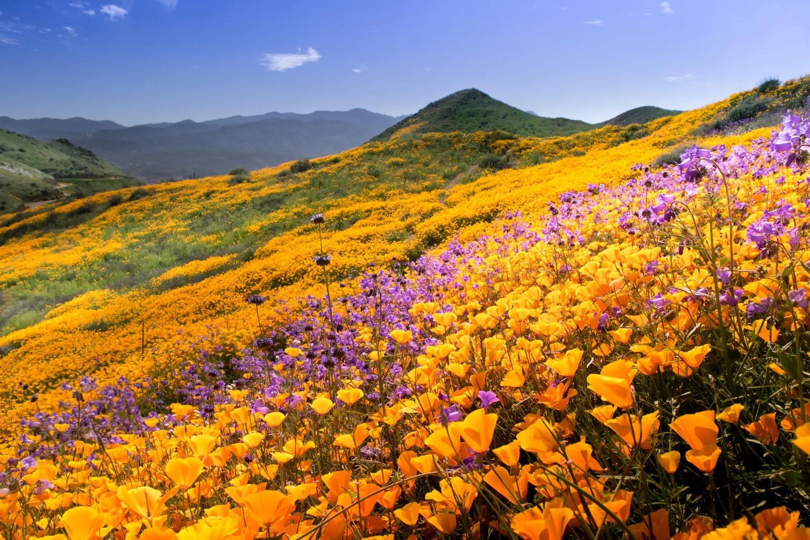 A superbloom is a rare desert botanical phenomenon, mostly in California and Arizona, where an unusual large proportion of wildflowers whose seeds have lain dormant in desert soil germinate and blossom at roughly the same time.