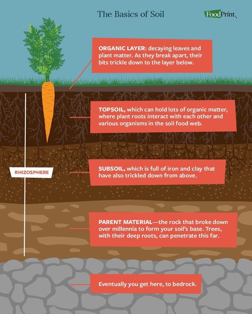 Diagram of soil layers showing organic matter, topsoil, subsoil, parent material and bedrock, with a carrot plant growing.
