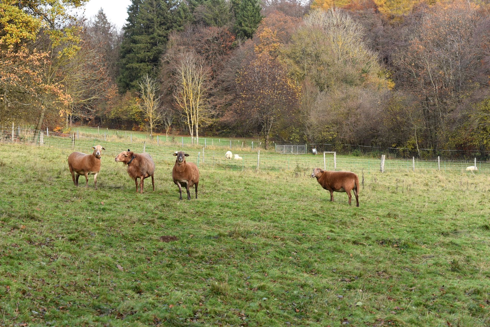 Braune Haarschafe auf Herbstweide
