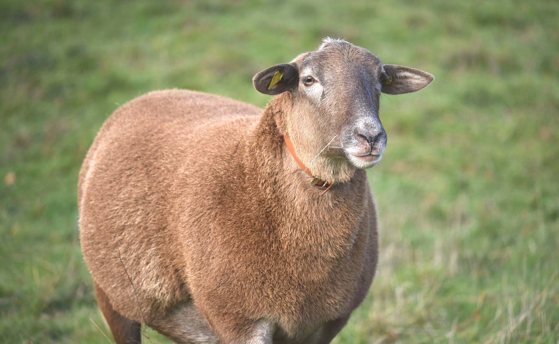 Mutterschaf der Rasse Braunes Haarschaf