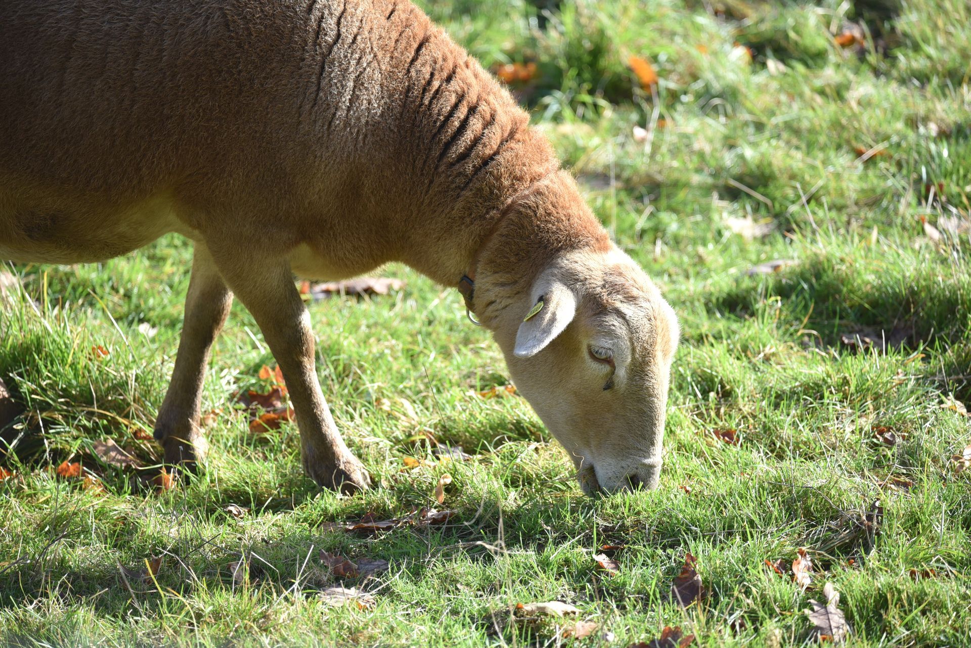 Braunes Haarschaf auf der Weide