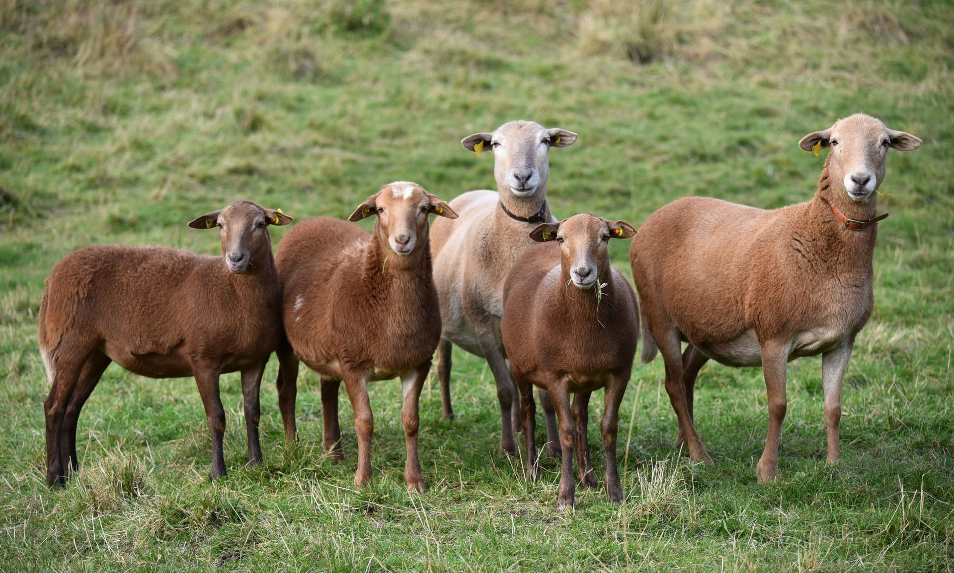 Kleine Gruppe Brauner Haarschafe