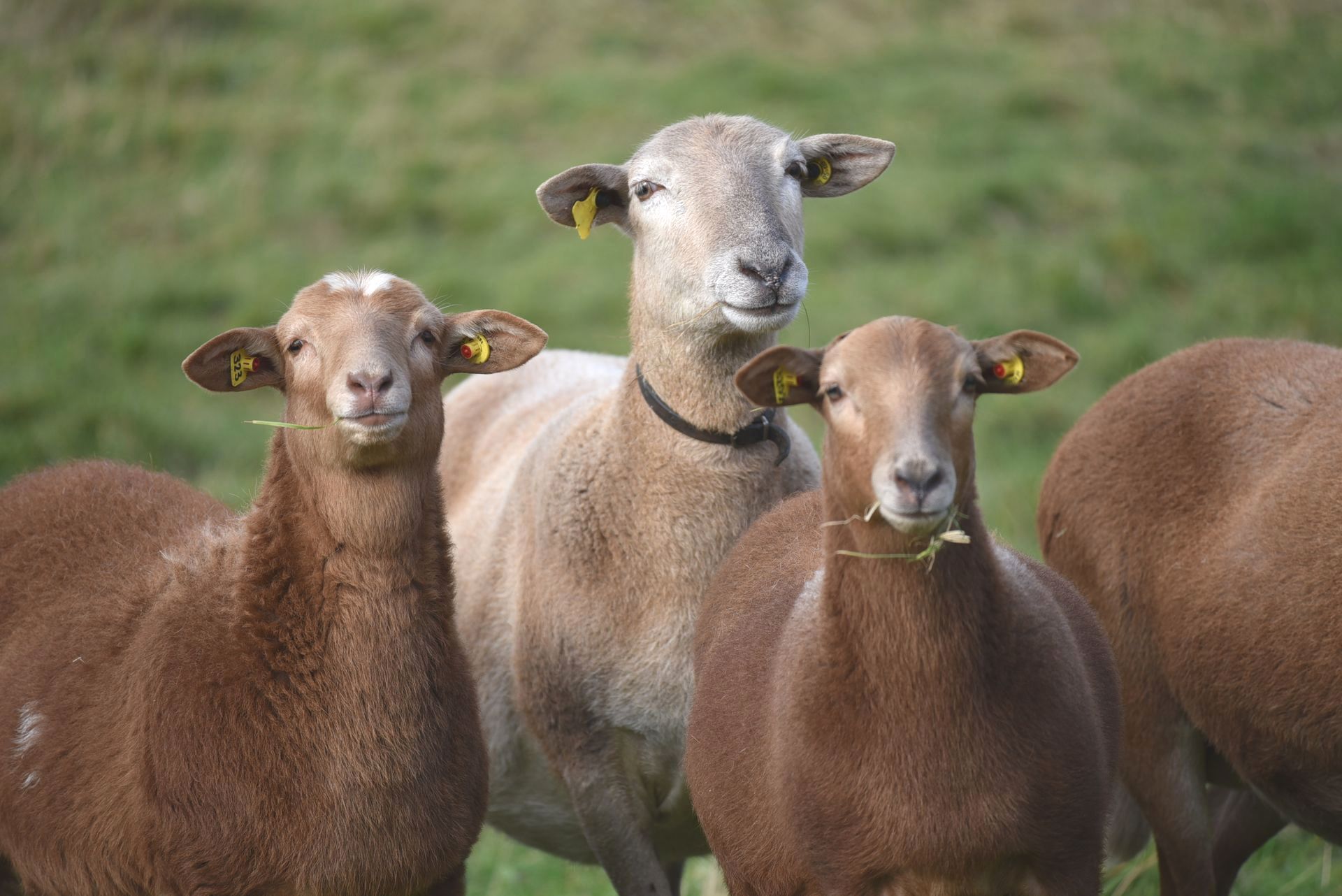 Portrait Braunes Haarschaf mit Lämmern