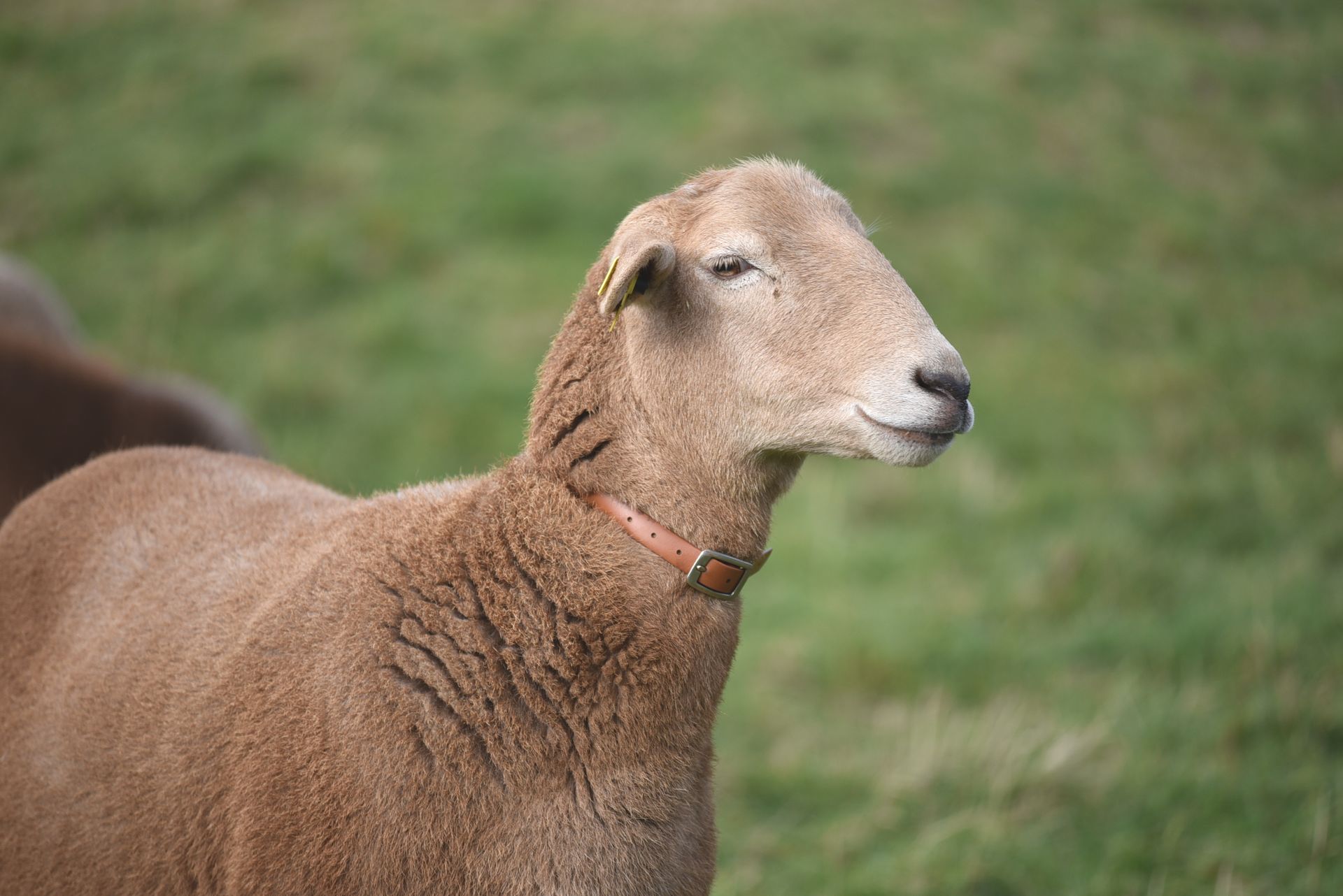 Portrait Braunes Haarschaf