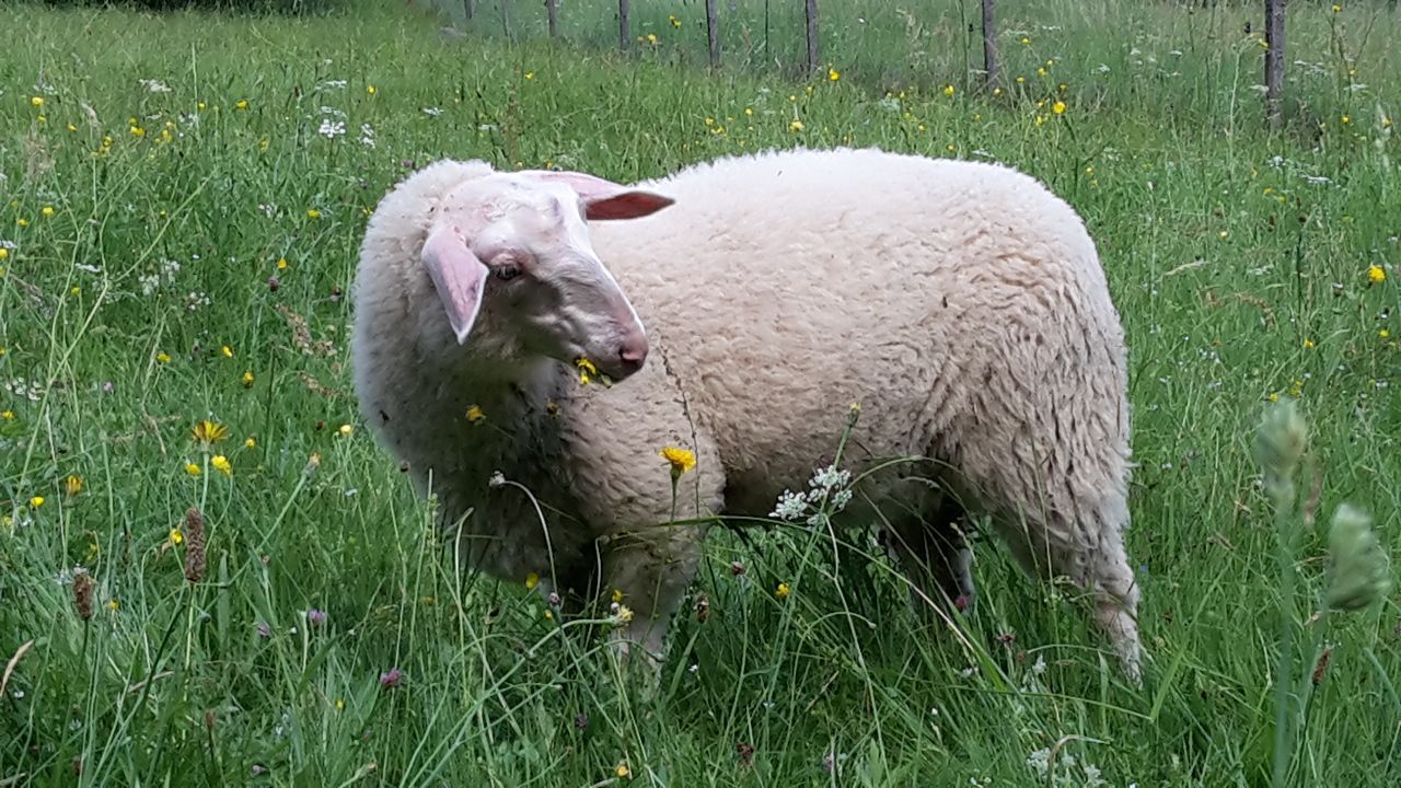 Milchschaflamm als Feinschmecker