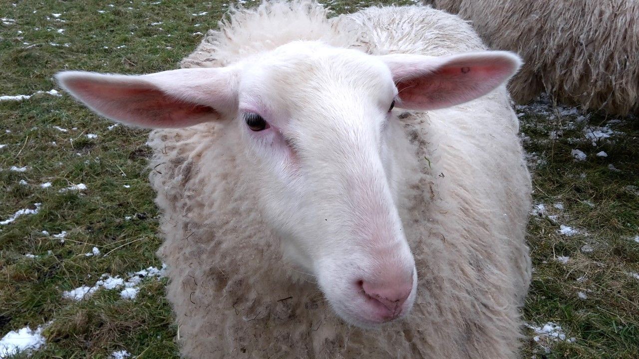 Jungschaf Ostfriesisches Milchschaf