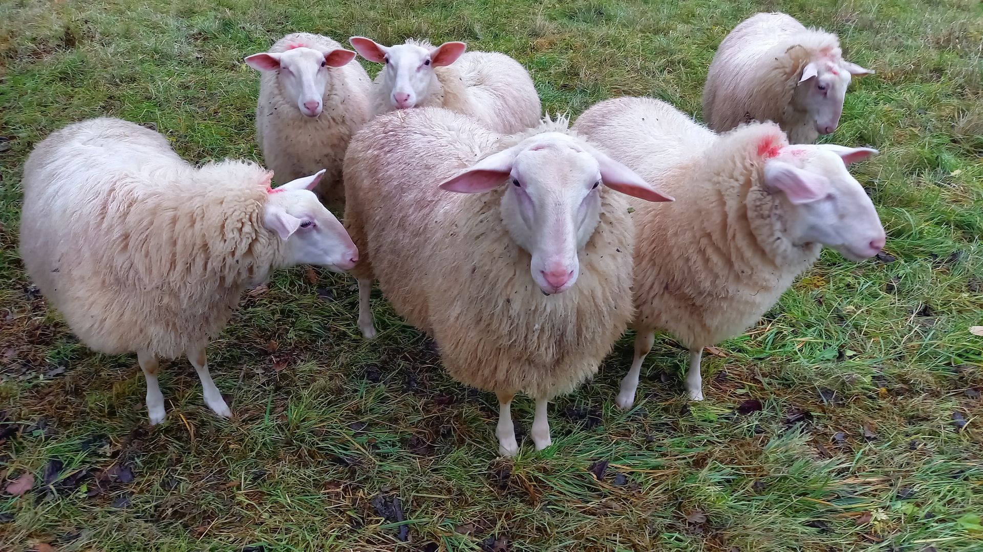 Kleine Gruppe junger Milchschafe mit Jungbock